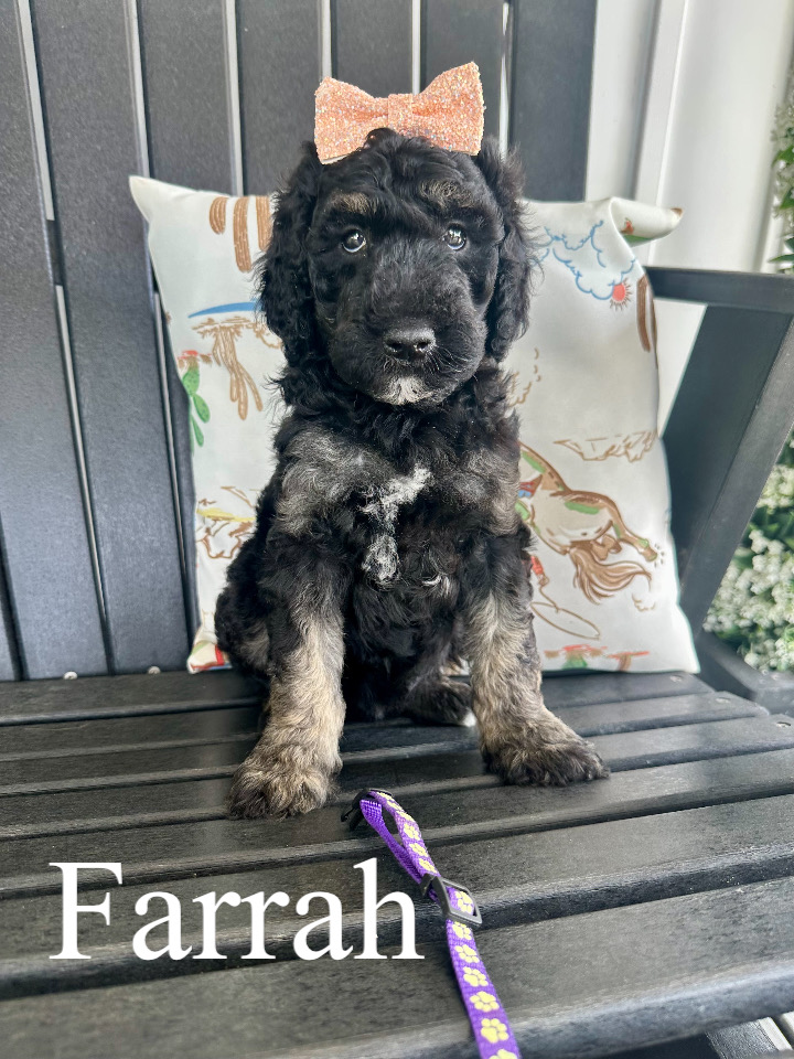 Farrah (Purple Collar) 1